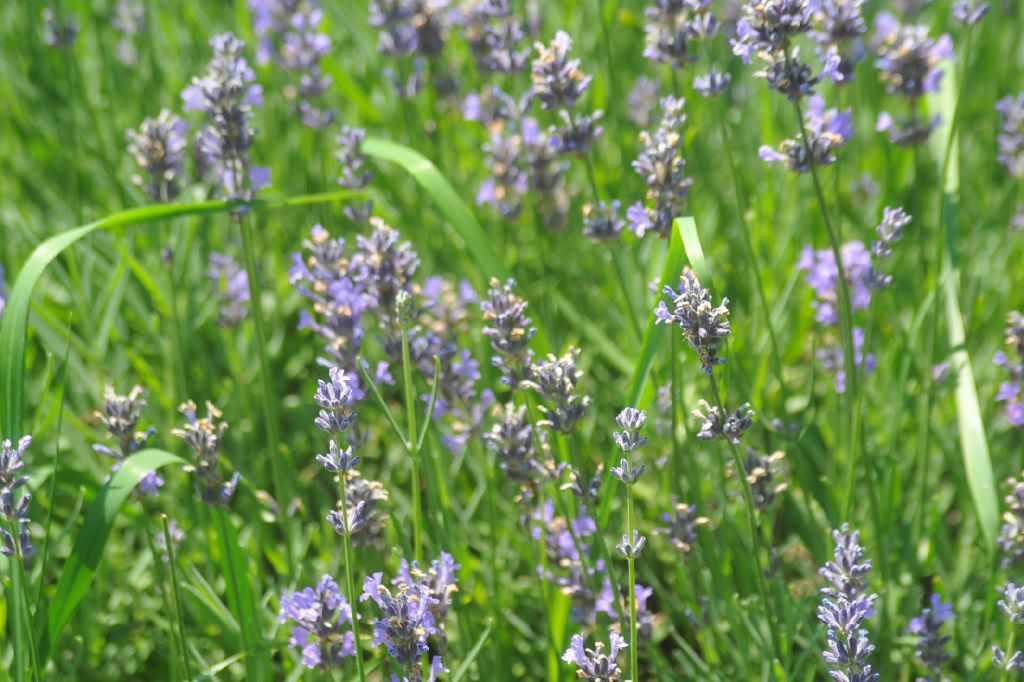 Adirondack Lavender 101
